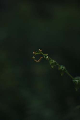 newstead village selective focus of green fern united kingdom